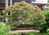 chiharu-imai-s-fabulous-bonsai-garden