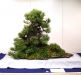 The world of Master Saburo Katoh and his forest bonsai masterpieces
