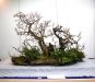 the-world-of-master-saburo-katoh-and-his-forest-bonsai-masterpieces