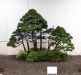 the-world-of-master-saburo-katoh-and-his-forest-bonsai-masterpieces