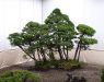 the-world-of-master-saburo-katoh-and-his-forest-bonsai-masterpieces