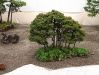 the-world-of-master-saburo-katoh-and-his-forest-bonsai-masterpieces