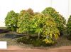 the-world-of-master-saburo-katoh-and-his-forest-bonsai-masterpieces