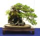 the-world-of-master-saburo-katoh-and-his-forest-bonsai-masterpieces