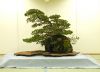 the-world-of-master-saburo-katoh-and-his-forest-bonsai-masterpieces