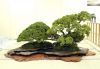 the-world-of-master-saburo-katoh-and-his-forest-bonsai-masterpieces