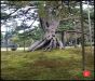 the-kenroku-en-garden-in-kanazawa-city-japan