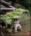 the-kenroku-en-garden-in-kanazawa-city-japan