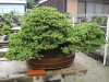 tomoya-nishikawa-bonsai-garden