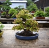 tomoya-nishikawa-bonsai-garden