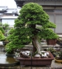 tomoya-nishikawa-bonsai-garden