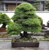 tomoya-nishikawa-bonsai-garden