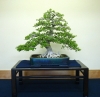 tomoya-nishikawa-bonsai-garden