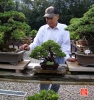 my-life-with-bonsai-hino-san-bonsai-garden