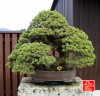 my-life-with-bonsai-hino-san-bonsai-garden