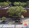 my-life-with-bonsai-hino-san-bonsai-garden