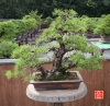 my-life-with-bonsai-hino-san-bonsai-garden