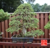 une-vie-dediee-aux-bonsai-avec-maitre-hino