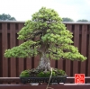 my-life-with-bonsai-hino-san-bonsai-garden