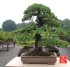 my-life-with-bonsai-hino-san-bonsai-garden