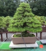 my-life-with-bonsai-hino-san-bonsai-garden