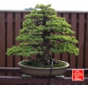 my-life-with-bonsai-hino-san-bonsai-garden