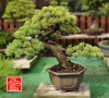 bonsai-shohin-aussi