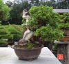 une-vie-dediee-aux-bonsai-avec-maitre-hino