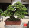 my-life-with-bonsai-hino-san-bonsai-garden