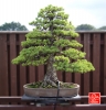 une-vie-dediee-aux-bonsai-avec-maitre-hino