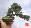 my-life-with-bonsai-hino-san-bonsai-garden