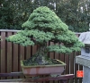 my-life-with-bonsai-hino-san-bonsai-garden