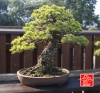 une-vie-dediee-aux-bonsai-avec-maitre-hino