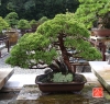 une-vie-dediee-aux-bonsai-avec-maitre-hino