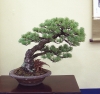 pinus-pentaphylla-style-sokan