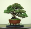 juniperus-chinensis-variete-itoigawa