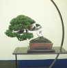 juniperus-chinensis-variete-itoigawa