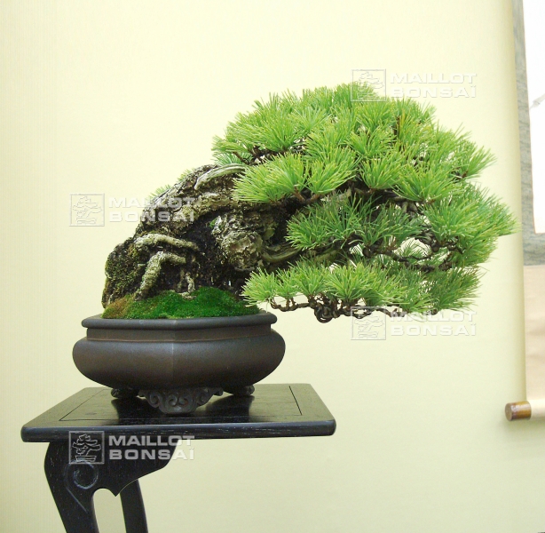 pinus-pentaphylla