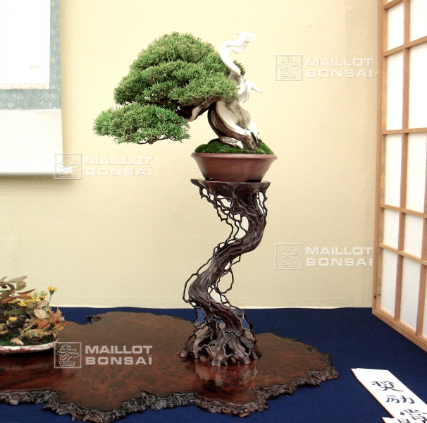 juniperus-chinensis-variete-itoigawa