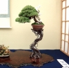 juniperus-chinensis-variete-itoigawa