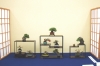 mini-bonsai-display