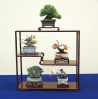 presentation-de-mini-bonsai