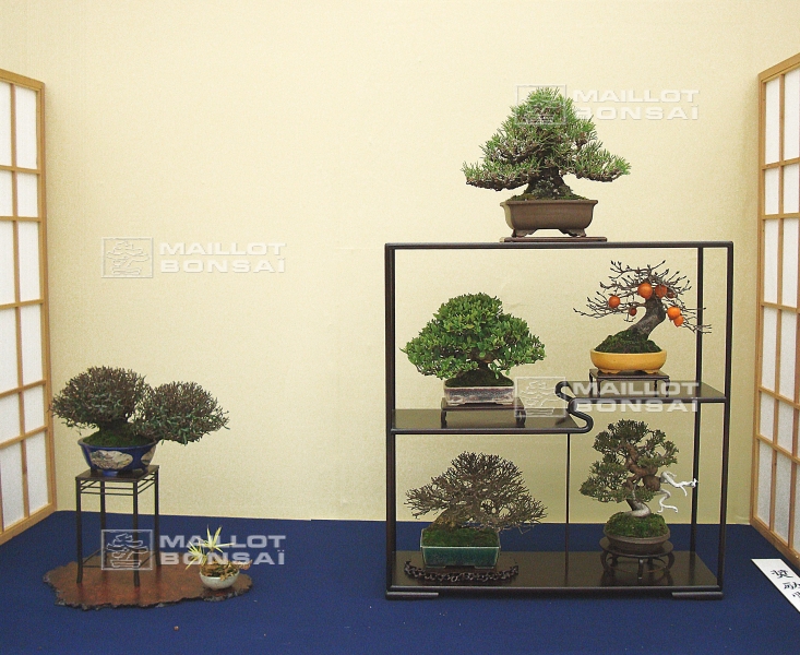 presentation-de-mini-bonsai