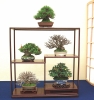 presentation-de-mini-bonsai