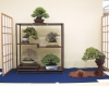 presentation-de-mini-bonsai