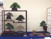 mini-bonsai-display