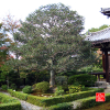 temple-d-anrakuji-a-kyoto