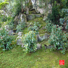 temple-d-anrakuji-a-kyoto