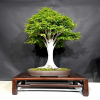 japanese-beech-fagus-crenata-from-katoh-family-omiya-japan