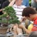 demonstration-sur-juniperus-chinensis